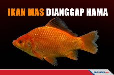 Jadi Ancaman Ekologi,...