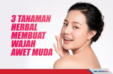 Tiga Tanaman Herbal...