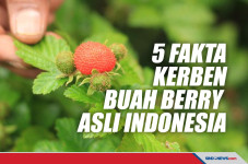 Kenali Lima Fakta Kerben,...