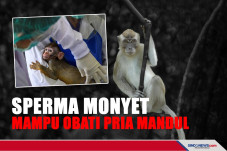 Ilmuwan Sebut Sperma...