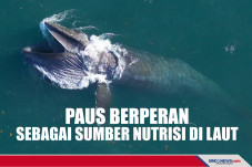 Paus Berperan Penting...