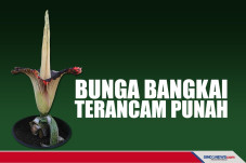 Bunga Bangkai Tumbuhan...