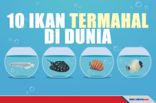 Bukan Ikan Cupang, Ini...