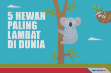 Hewan Paling Lambat...