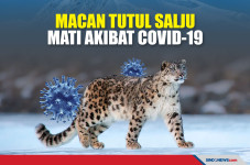 3 Ekor Macan Tutul Salju...