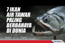 Tujuh Ikan Air Tawar...