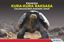 Rahasia Kura-Kura Raksasa...