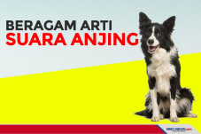 Beragam Arti Suara Anjing...
