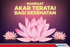 5 Manfaat Akar Teratai,...