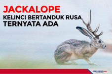 Kelinci Bertanduk Rusa...