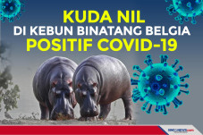 Kuda Nil di Kebun Binatang...