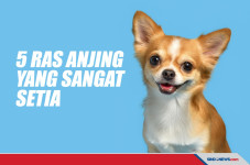 Daftar 5 Ras Anjing...