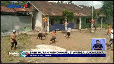 Babi Hutan Masuk Kampung...