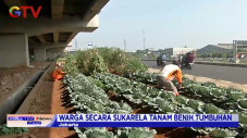 Indahnya Kebun Sayur...