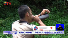Panggil Kera di Hutan...
