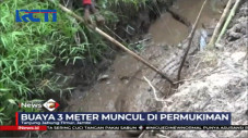 Buaya dengan Ukuran...