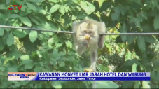Kawanan Monyet Liar...