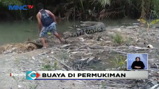 Kemunculan Buaya Muara...