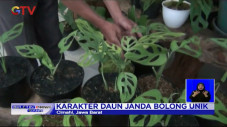 Janda Bolong Jadi Primadona...