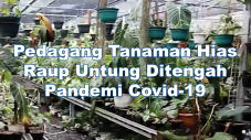 Pedagang Tanaman Hias...