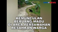 Kemunculan Beruang Madu...