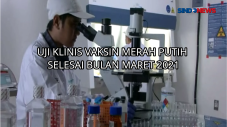 Uji Klinis Vaksin Merah...