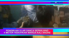 Penemuan Ular Sanca...