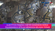 Ular Piton 3 Meter Diamankan...