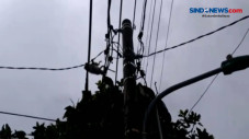 Seekor Monyet Peliharaan...