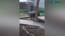 Habitatnya Terganggu,...