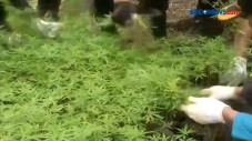 Ladang Berisi 30 Ribu...