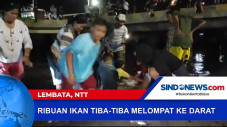 Ribuan Ikan di Lembata...