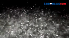 Fenomena Ribuan Ikan...