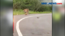 Seekor Harimau Sumatera...