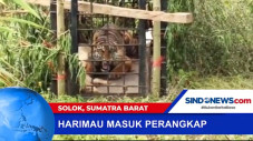 Seekor Harimau Betina...