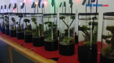 Kreasi Unik Aquascape...