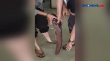 Ikan Lele Berukuran...