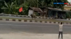 Kerbau Mengamuk Seruduk...