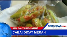 Cabai Rawit di Cat Merah