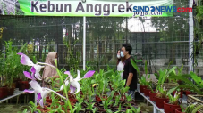 Meraup Untung di Tengah...