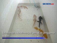 Ikan Unik Berkaki Empat...