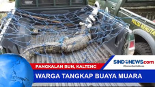 Warga Berjibaku Tangkap...
