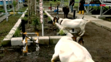 Wisata Kambing, Penghilang...