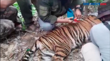 Seekor Harimau Sumatera...