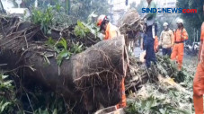 Pohon Tumbang di Kebayoran...