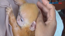 Bayi Lutung Merah akan...