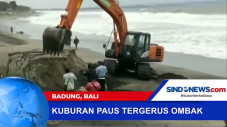 Kuburan Paus Tergerus...
