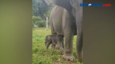 Bayi Gajah Lahir di...