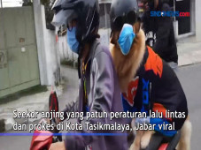 Viral! Seekor Anjing...