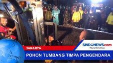 Pohon Tumbang di Kelapa...